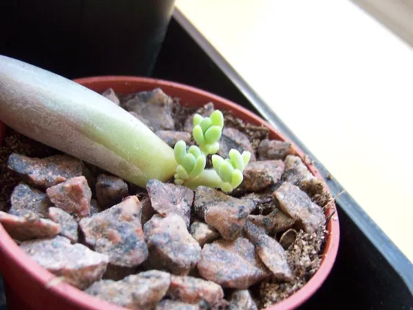 Foto von Dickstamm (Pachyphytum hookeri).