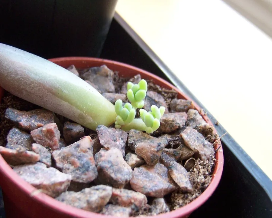 Foto von Dickstamm (Pachyphytum hookeri).