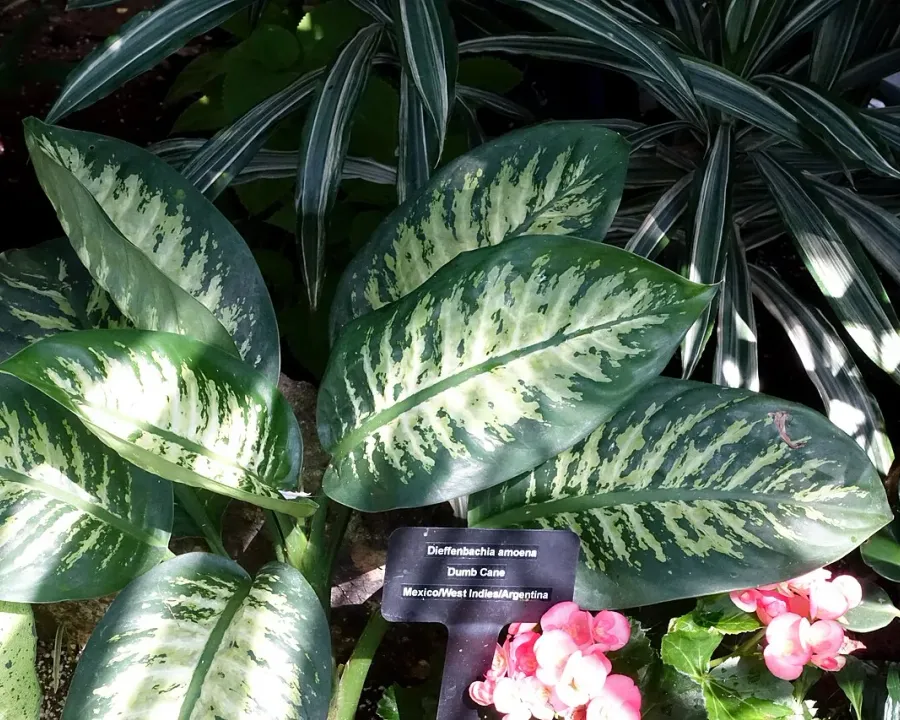 Foto von Dieffenbachia (Dieffenbachia amoena).