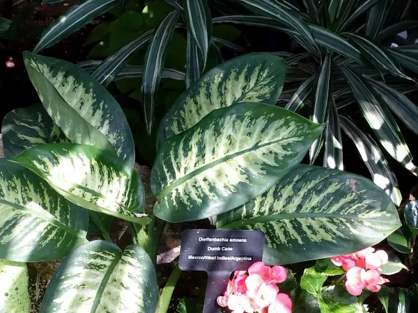 Foto von Dieffenbachia (Dieffenbachia amoena).