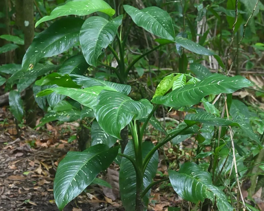 Foto von Dieffenbachia (Dieffenbachia maculata).