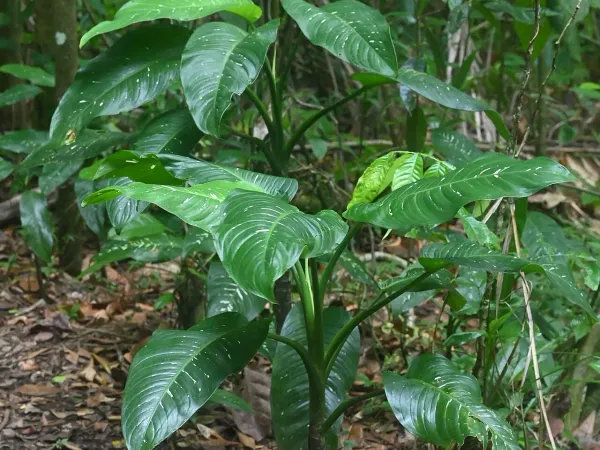 Foto von Dieffenbachia (Dieffenbachia maculata).