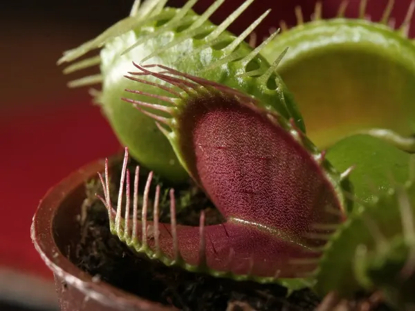 Foto von Dionaea muscipula (Dionaea muscipula).
