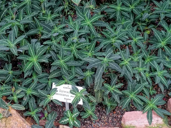 Foto von Dipteracanthus (Dipteracanthus devosianus).