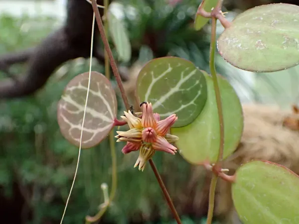Foto von Dischidia (Dischidia ovata).