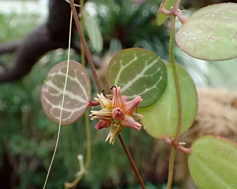 Foto von Dischidia (Dischidia ovata).