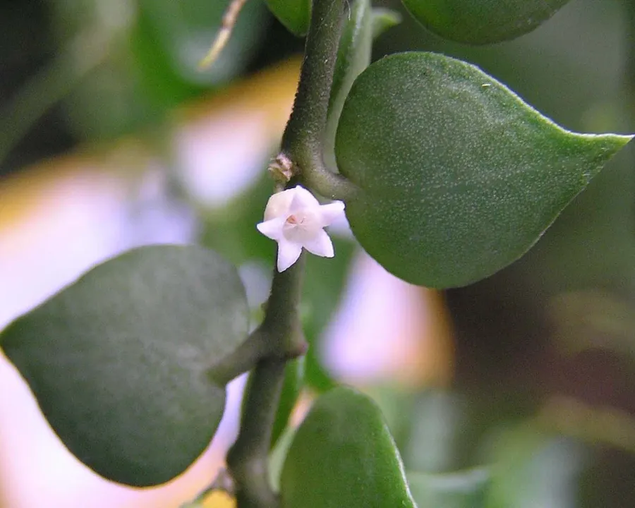 Foto von Dischidia (Dischidia ruscifolia).
