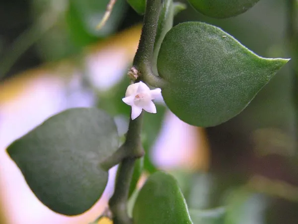 Foto von Dischidia (Dischidia ruscifolia).