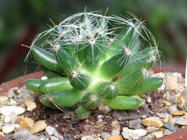 Foto von Dolichothele (Dolichothele longimamma).