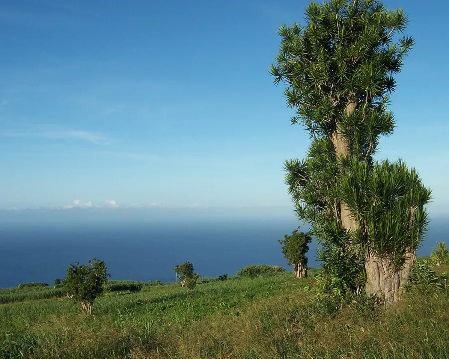 Foto von Drachenbaum (Dracaena reflexa).