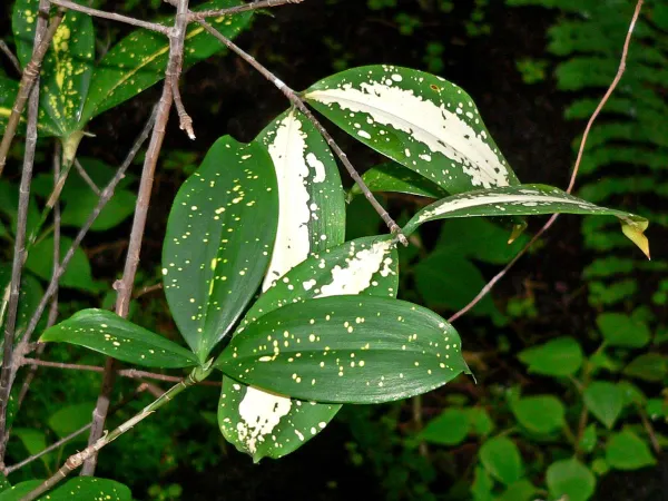 Foto von Drachenbaum (Dracaena surculosa).