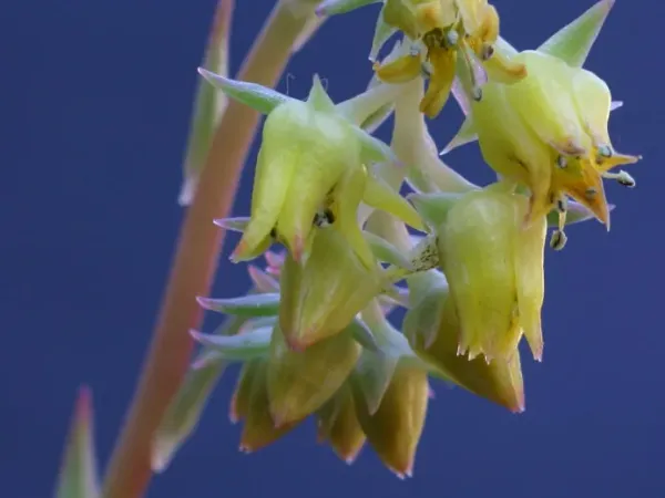 Foto von Echeveria (Echeveria subalpina).