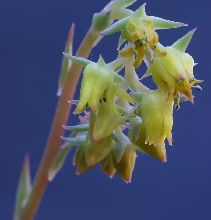 Foto von Echeveria (Echeveria subalpina).