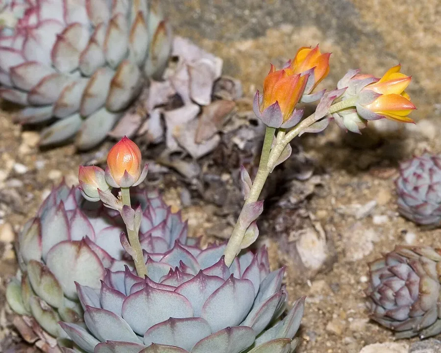 Foto von Echeverie (Echeveria derenbergii).