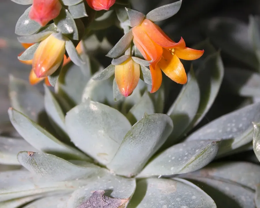 Foto von Echeverie (Echeveria elegans).