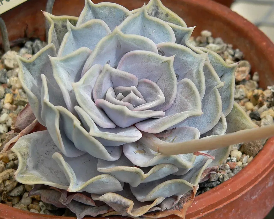 Foto von Echeverie (Echeveria lilacina).