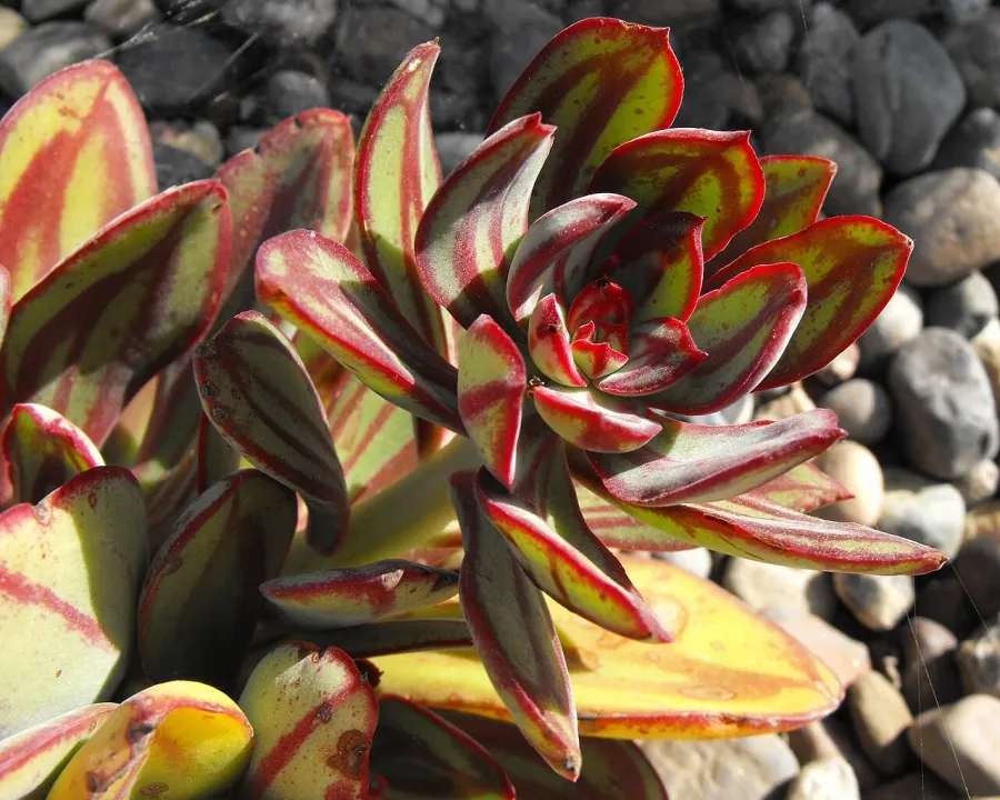 Foto von Echeverie (Echeveria nodulosa).