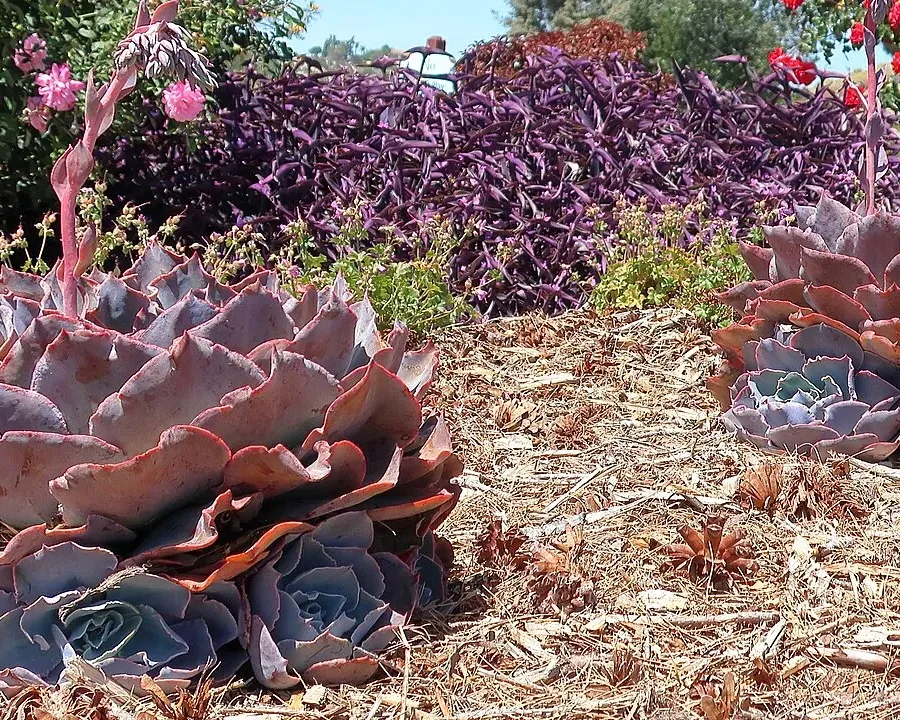 Foto von Echeverie (Echeveria pallida).