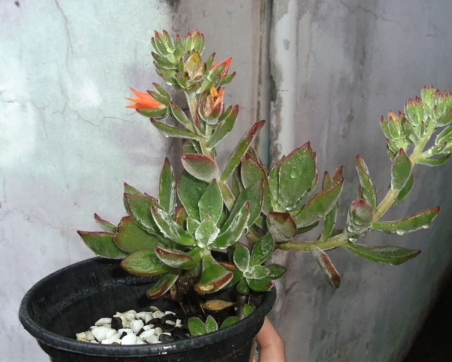 Foto von Echeverie (Echeveria pulvinata).