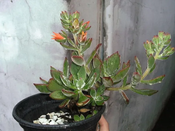 Foto von Echeverie (Echeveria pulvinata).