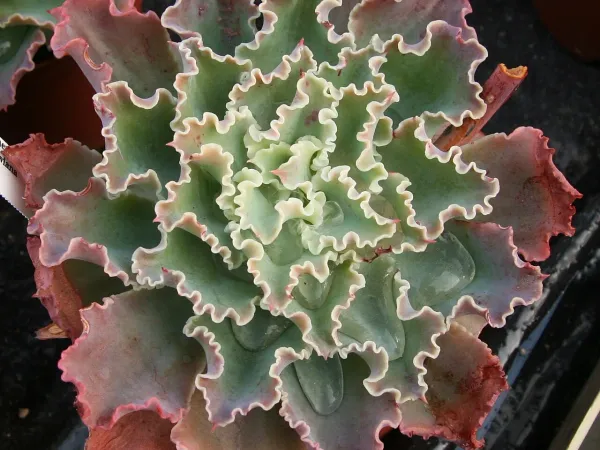Foto von Echeverie (Echeveria shaviana).