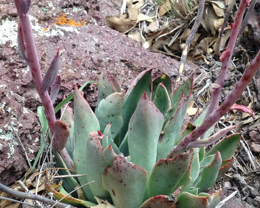 Foto von Echeverie (Echeveria strictiflora).