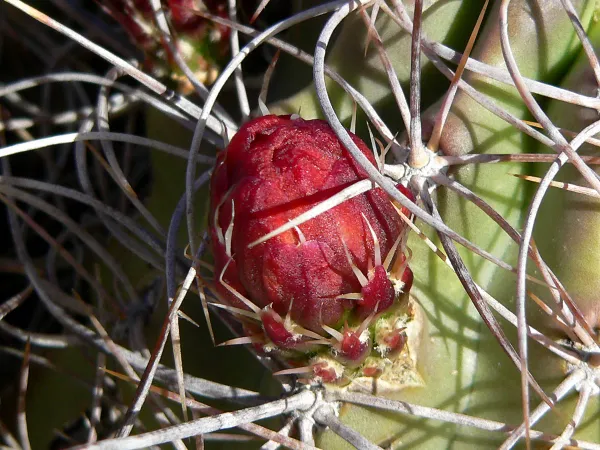 Foto von Echinocereus (Echinocereus triglochidiatus).
