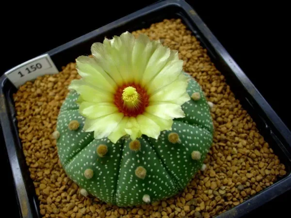 Foto von Astrophytum asterias.