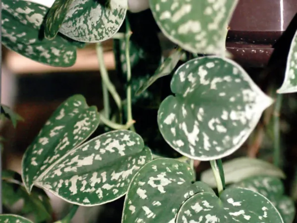 Foto von Efeutute (Scindapsus pictus).
