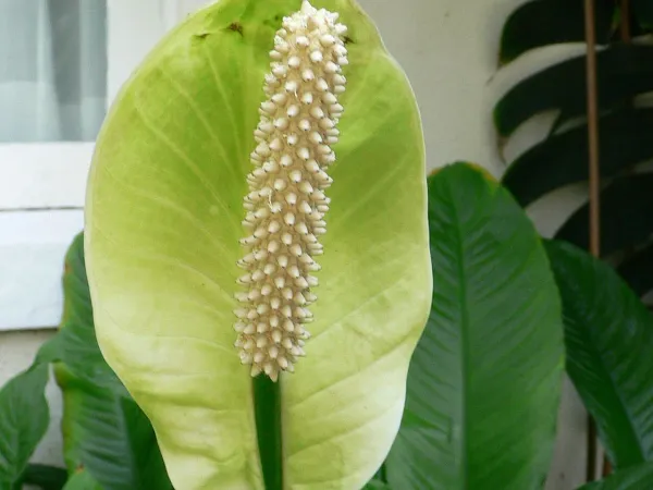 Foto von Einblatt (Spathiphyllum floribundum).