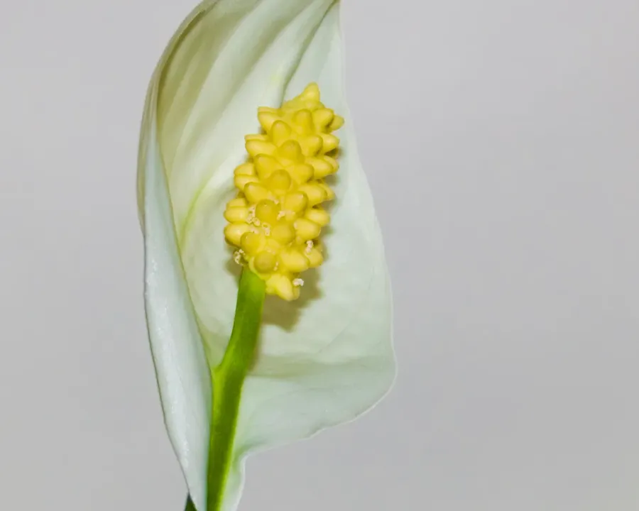 Foto von Einblatt (Spathiphyllum wallisii).