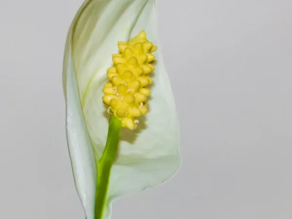 Foto von Einblatt (Spathiphyllum wallisii).