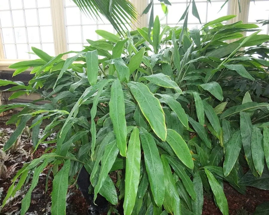 Foto von Elettaria (Elettaria cardamomum).