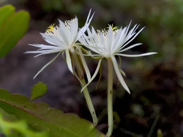 Foto von Epiphyllum (Epiphyllum hookeri).
