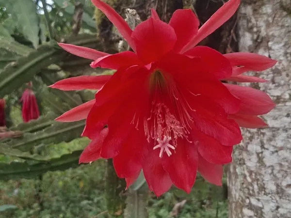 Foto von Epiphyllum (Epiphyllum ackermannii).