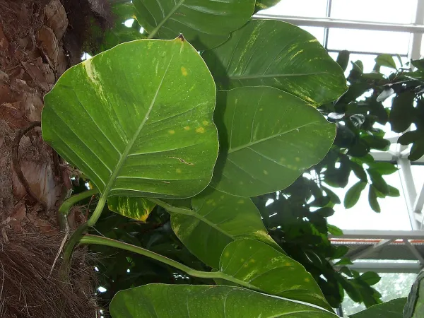 Foto von Epipremnum (Epipremnum aureum).