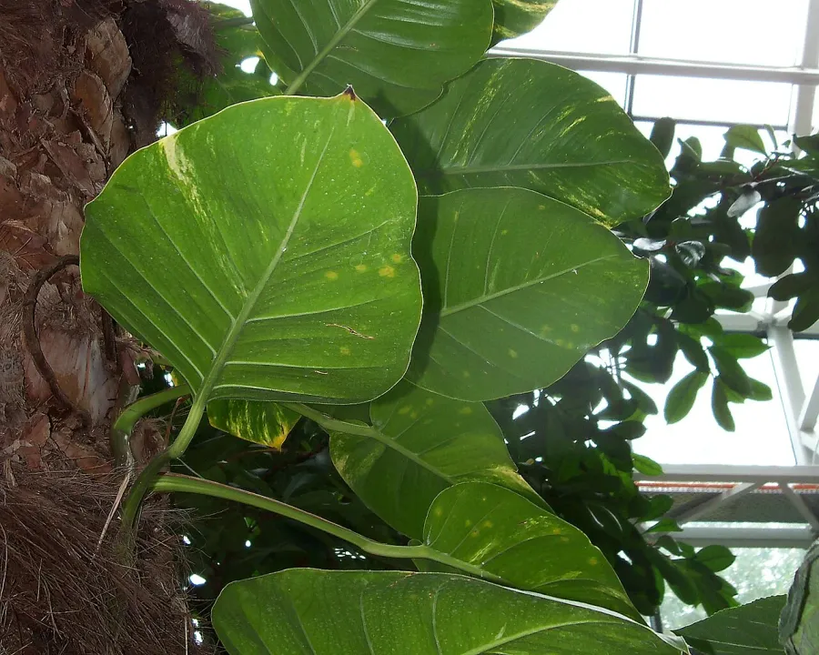 Foto von Epipremnum (Epipremnum aureum).