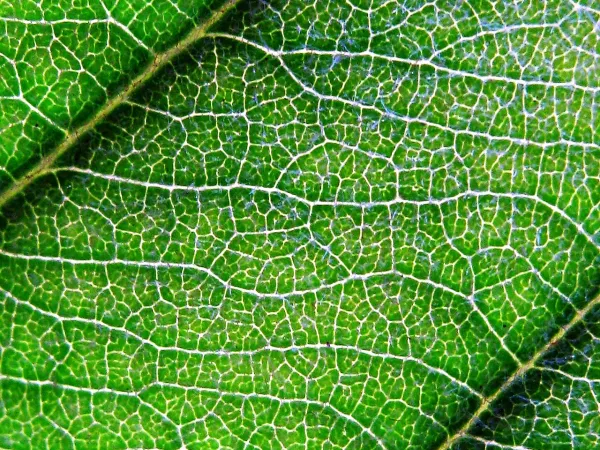 Foto von Eriobotrya (Eriobotrya japonica).