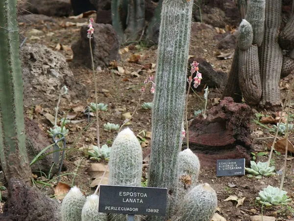 Foto von Espostoa (Espostoa lanata).