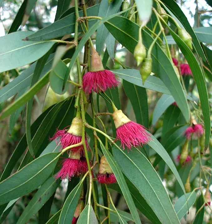 Foto von Eukalyptus (Eucalyptus leucoxylon).