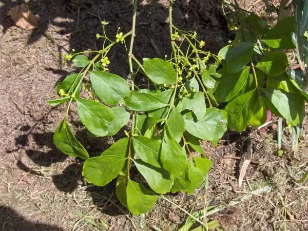 Foto von Euonymus (Euonymus japonicus).