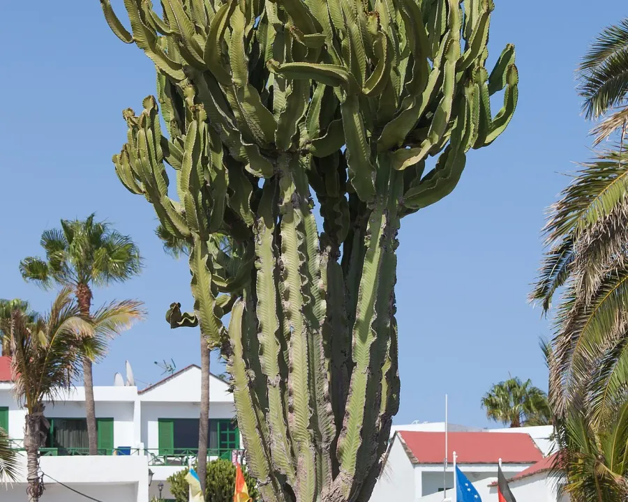 Foto von Euphorbie (Euphorbia candelabrum).