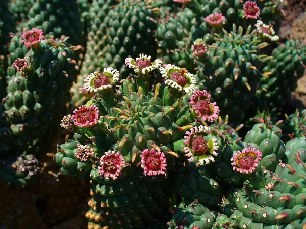 Foto von Euphorbie (Euphorbia caput-medusae).