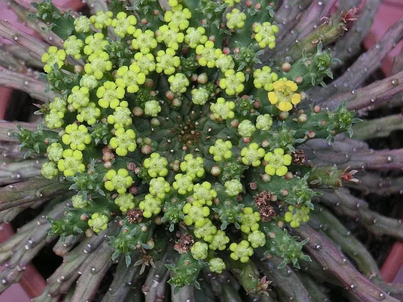Foto von Euphorbie (Euphorbia flanaganii).