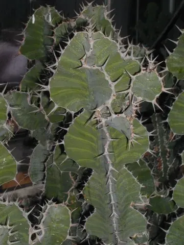 Foto von Euphorbie (Euphorbia grandicornis).