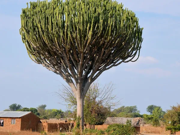 Foto von Euphorbie (Euphorbia ingens).