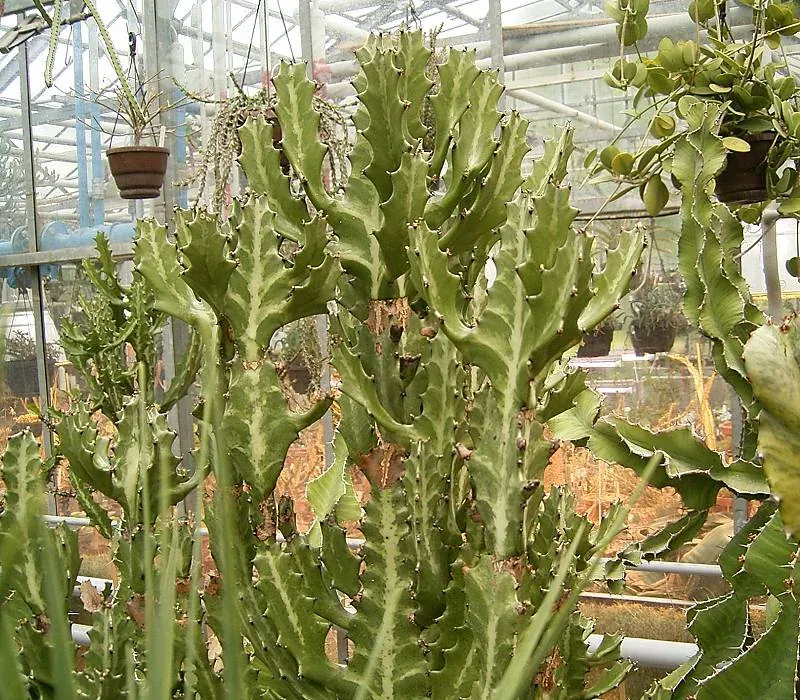 Foto von Euphorbie (Euphorbia lactea).