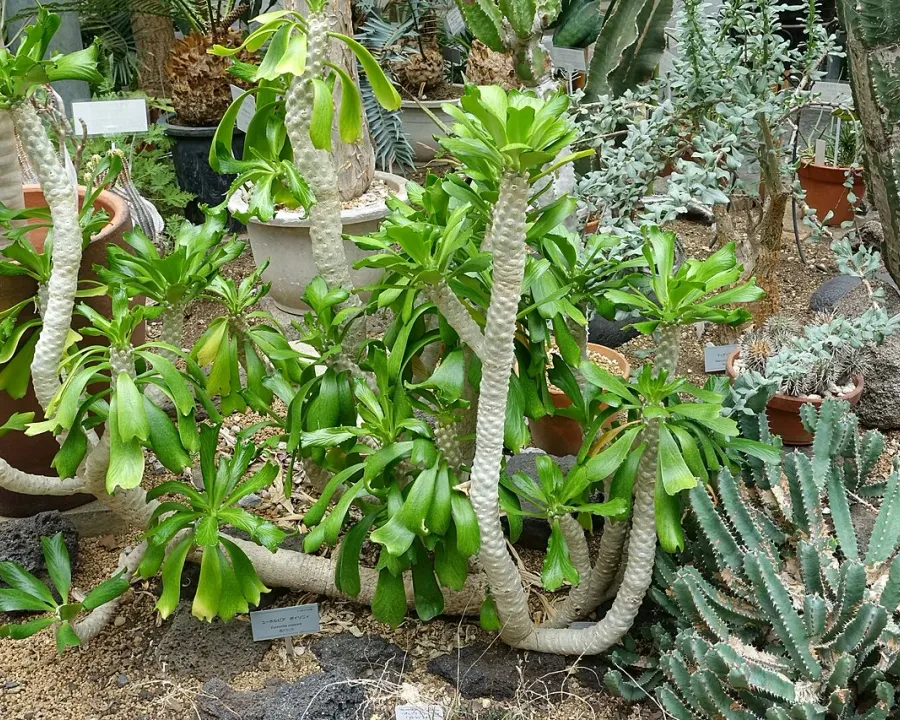 Foto von Euphorbie (Euphorbia poissonii).