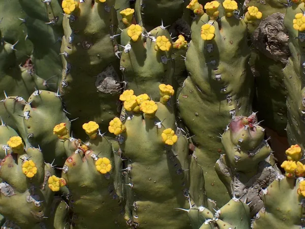 Foto von Euphorbie (Euphorbia resinifera).
