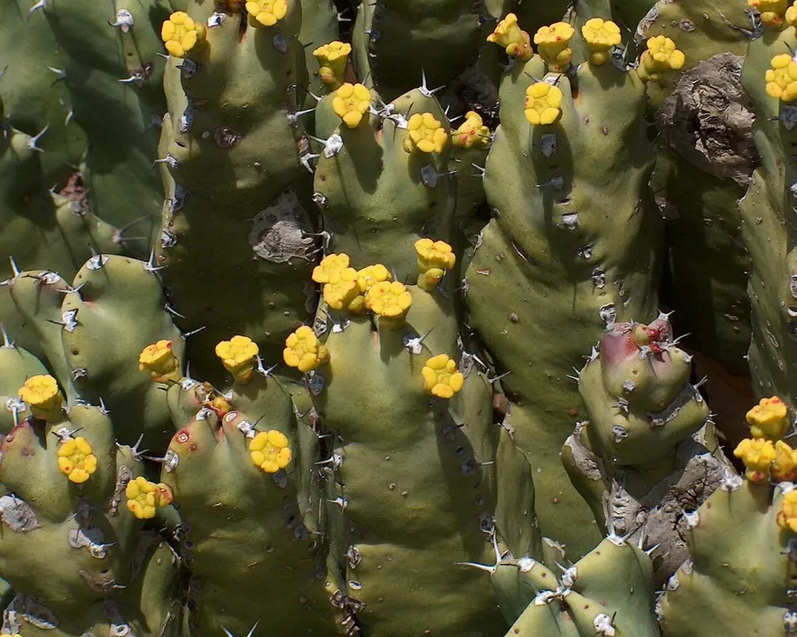 Foto von Euphorbie (Euphorbia resinifera).